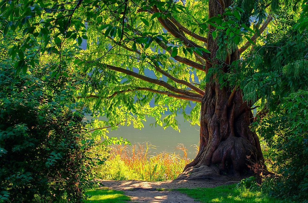 A tree in High Park, Toronto.