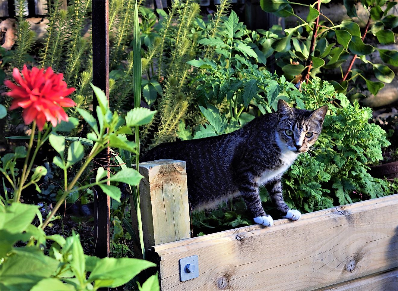 Cats, the beloved pets of people, were brought with them to New Zealand. Image credit: Thao Dan/Shutterstock.com