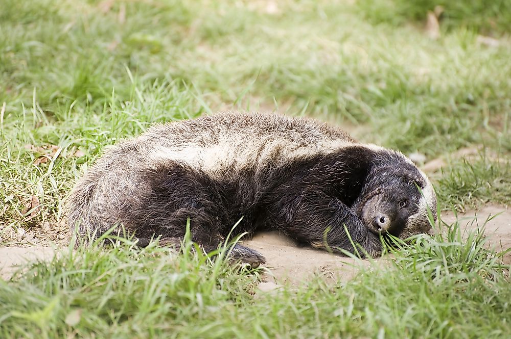 The fearless honey badger taking time out.