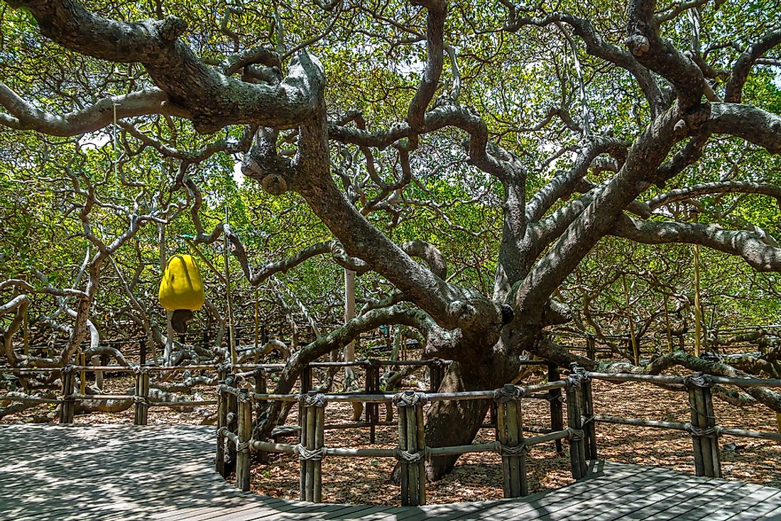 The Cashew Tree of Pirangi still produces fruit every year.  Editorial credit: Diego Grandi / Shutterstock.com
