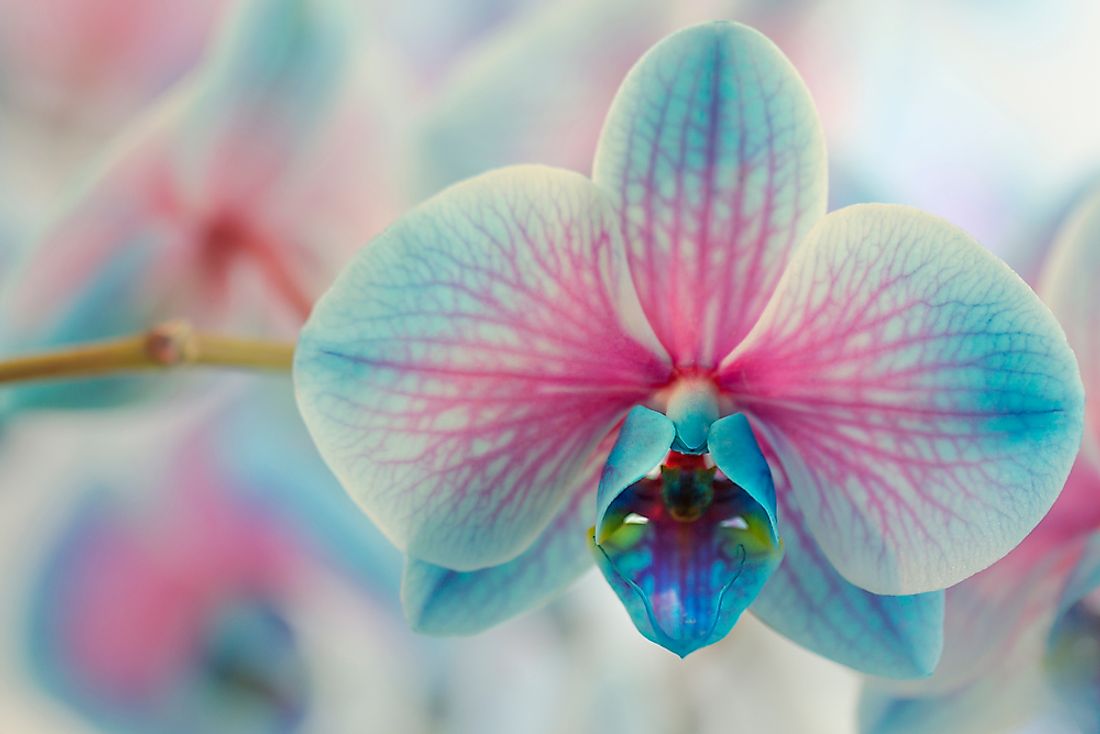 Orchid.