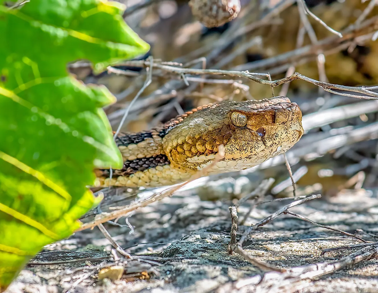 Timber rattlesnake
