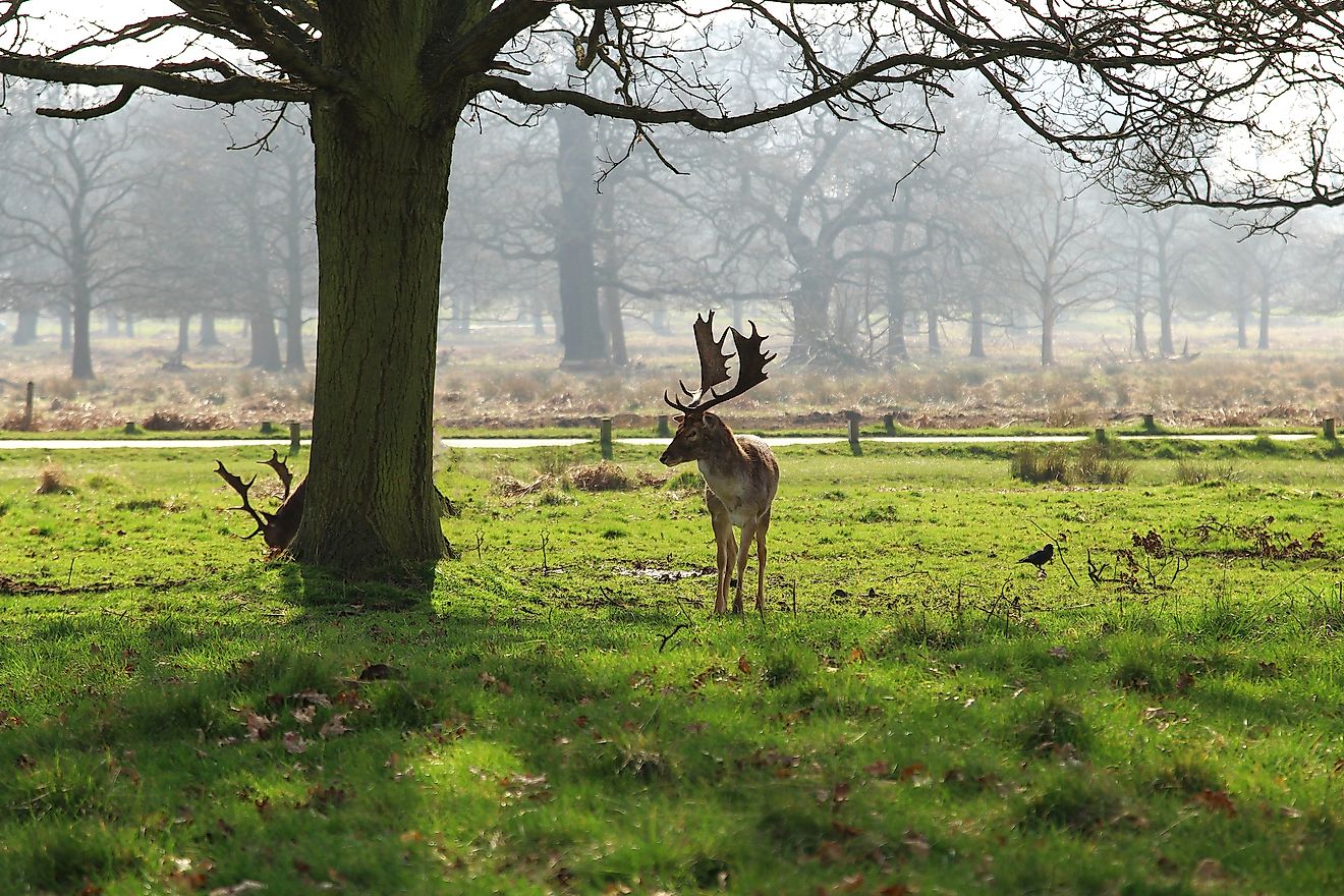 A deer in Richmond Park, London