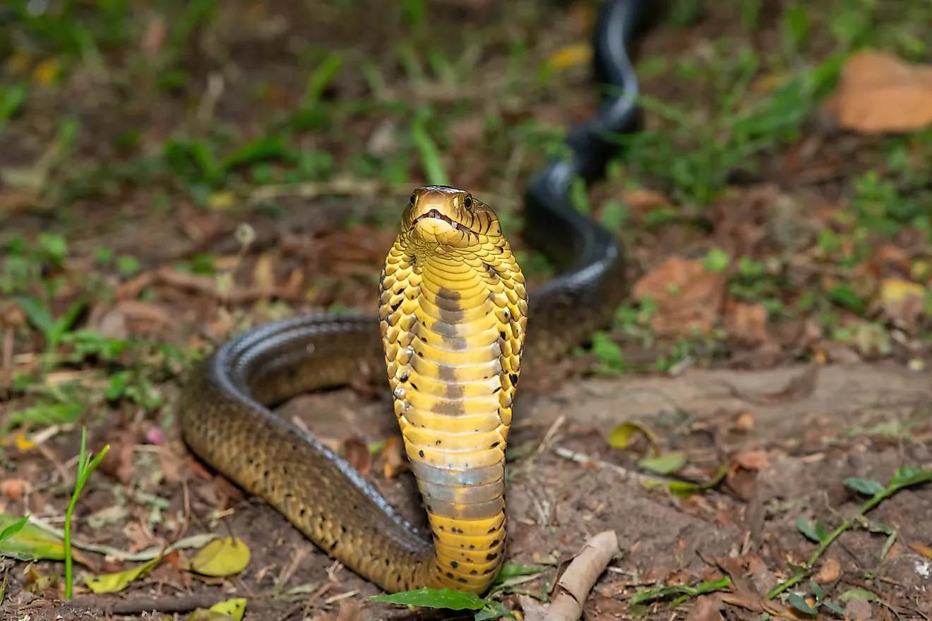 A brown forest cobra (Naja subfulva)