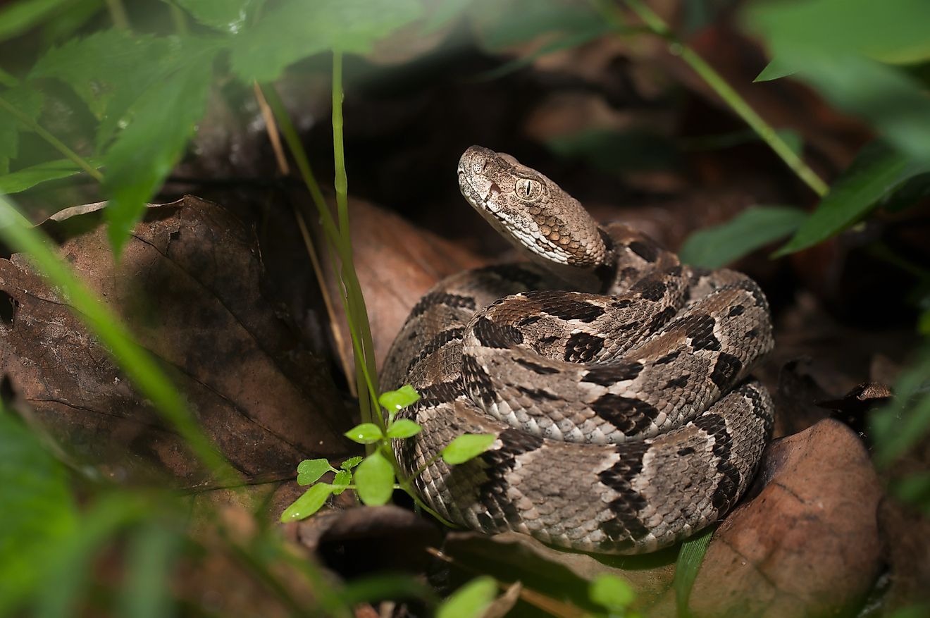 A beautiful juvenile timber rattlesnake coiled up on a leaf.