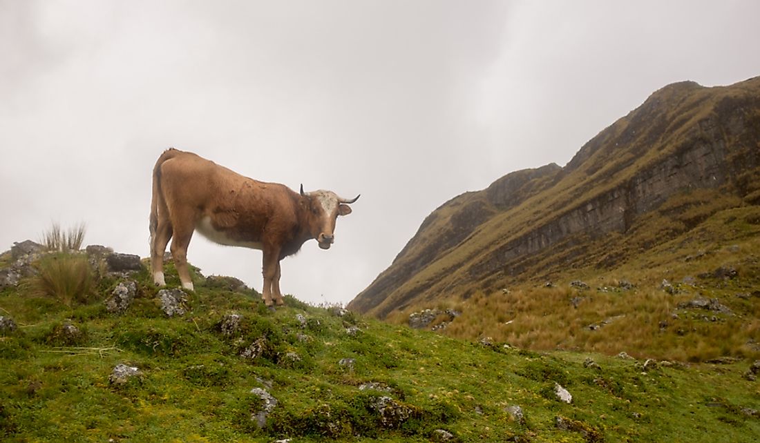 The Bolivian livestock industry is one of the country's most well-developed sectors. 