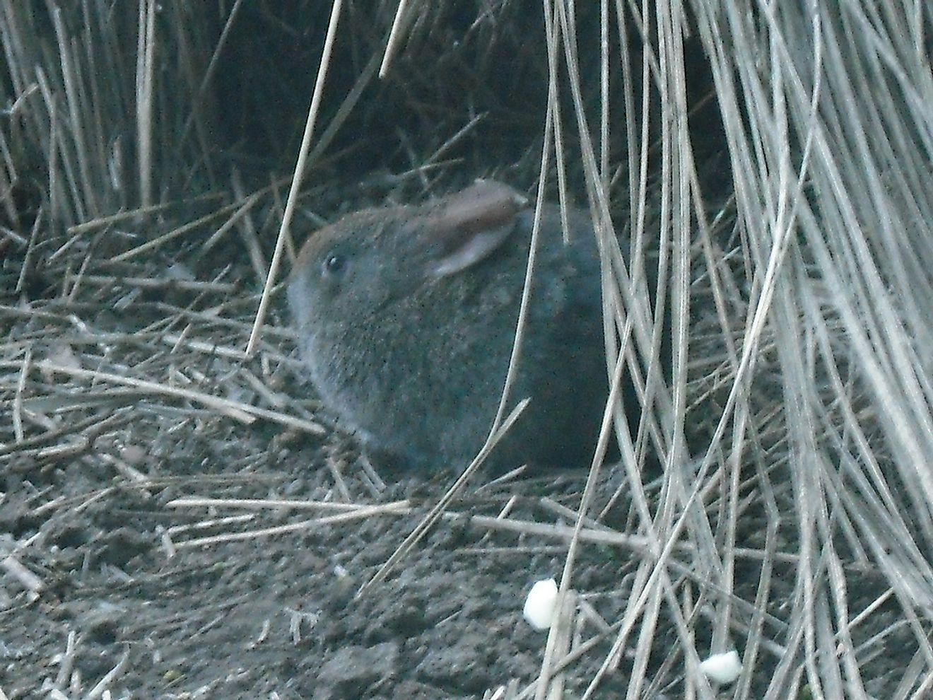 Volcano Rabbit. Image credit: dispale/Wikimedia.org
