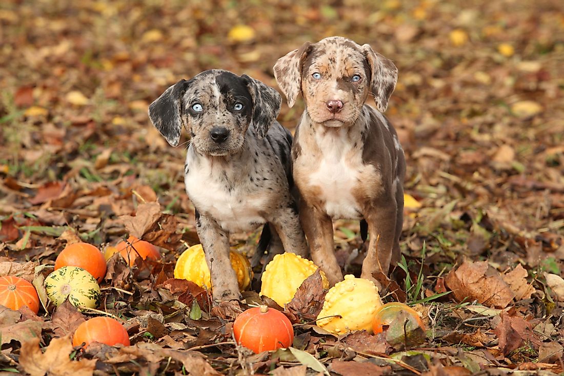 The Louisiana Catahoula Leopard Dog was chosen as the official state dog of Louisiana in 1979.