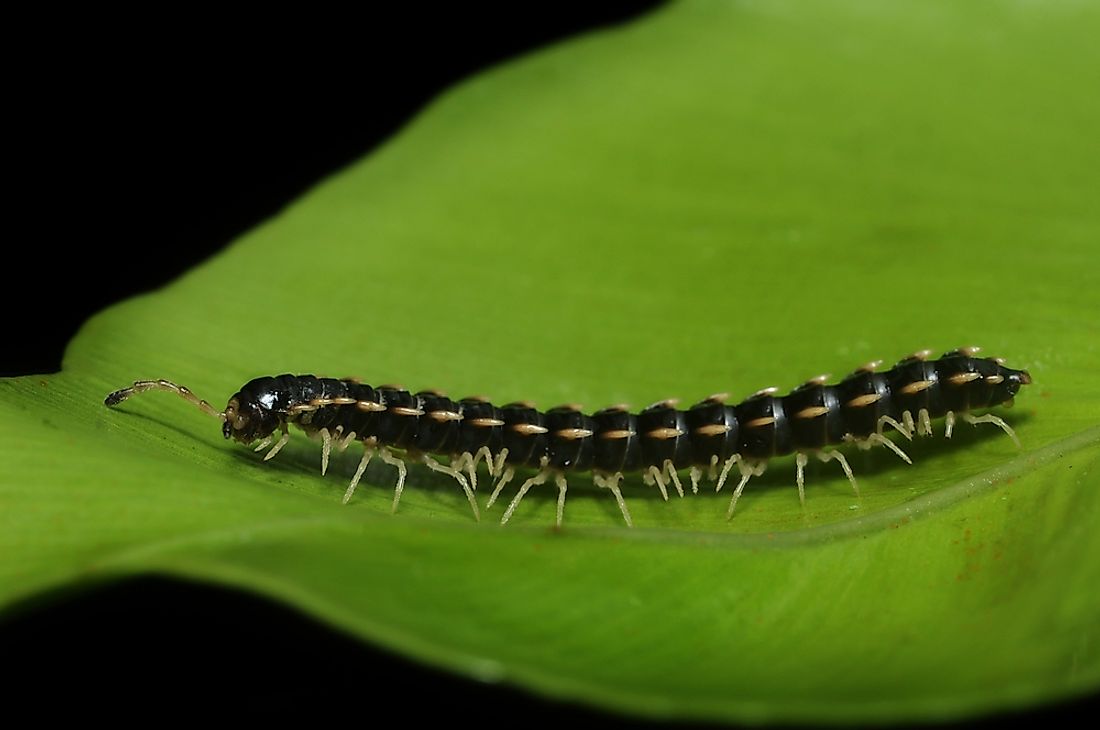 Most species of millipedes have between 34 and 400 limbs.