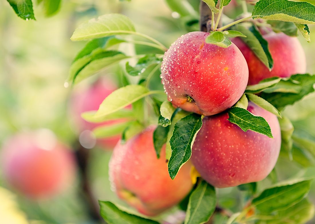 Different varieties of apple trees are found around the world. 