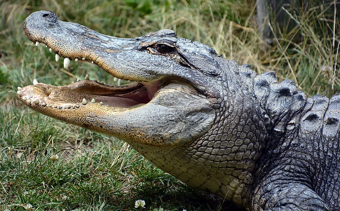 The Difference Between An Alligator And A Crocodile