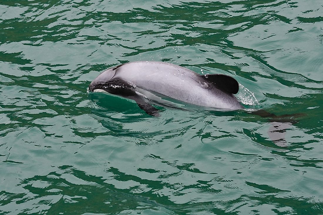 The Hector's dolphin is endangered in New Zealand. 