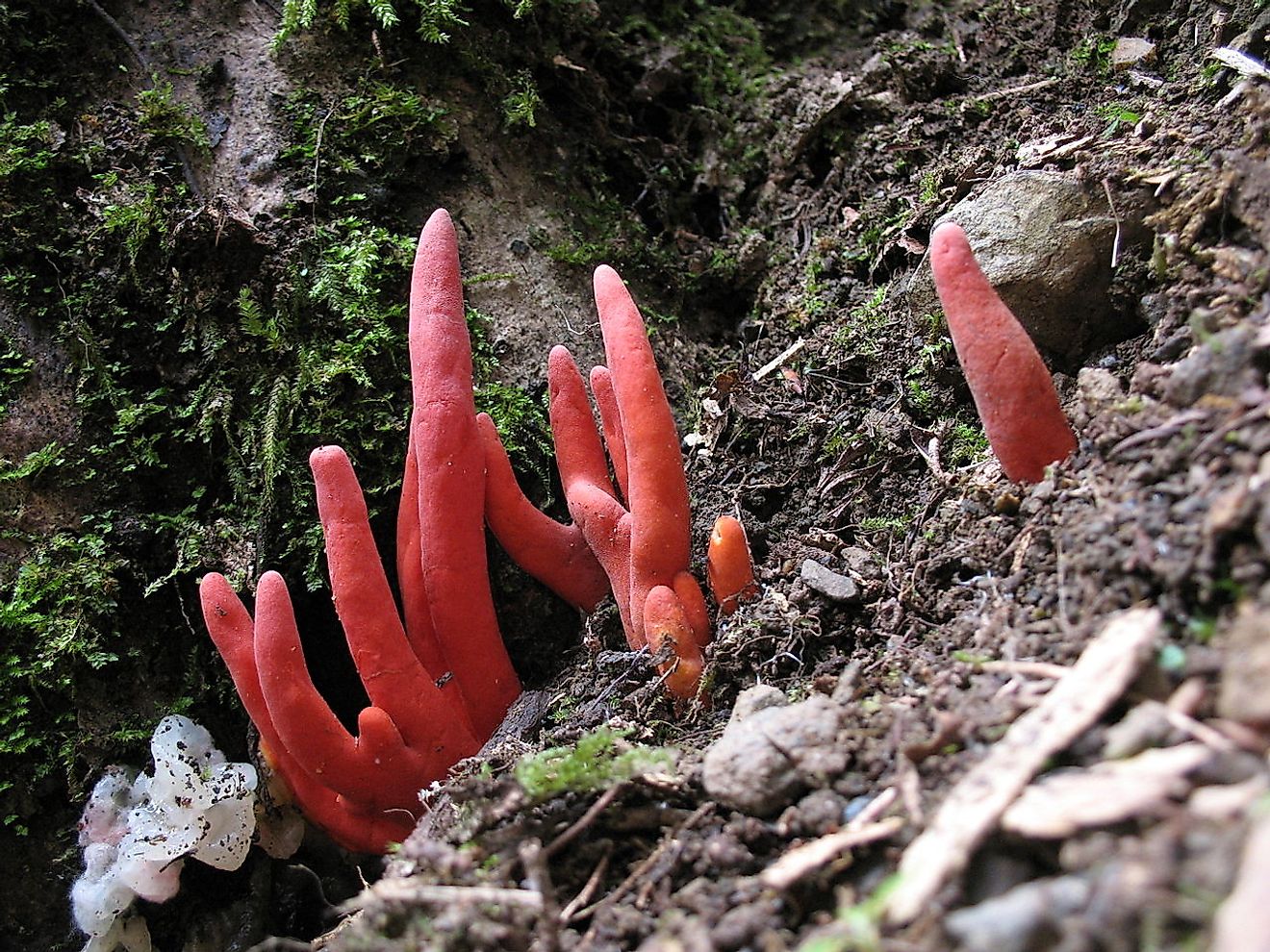 Podostroma cornu-damae. Image credit: Kouchan/Wikimedia.org