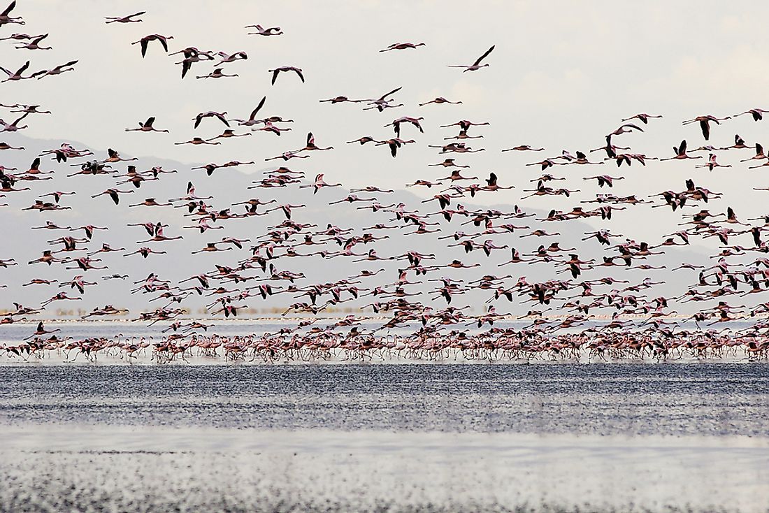 A flock of flamingoes on Lake Natron, Tanzania. 