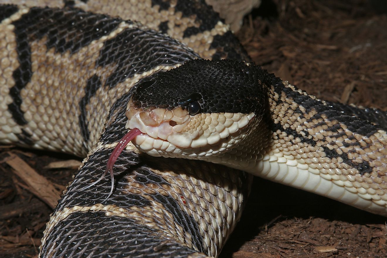 Venomous Black-headed Bushmaster Snake (Lachesis melanocephala) in Rainforest. Image credit: Mark_Kostich/Shutterstock.com