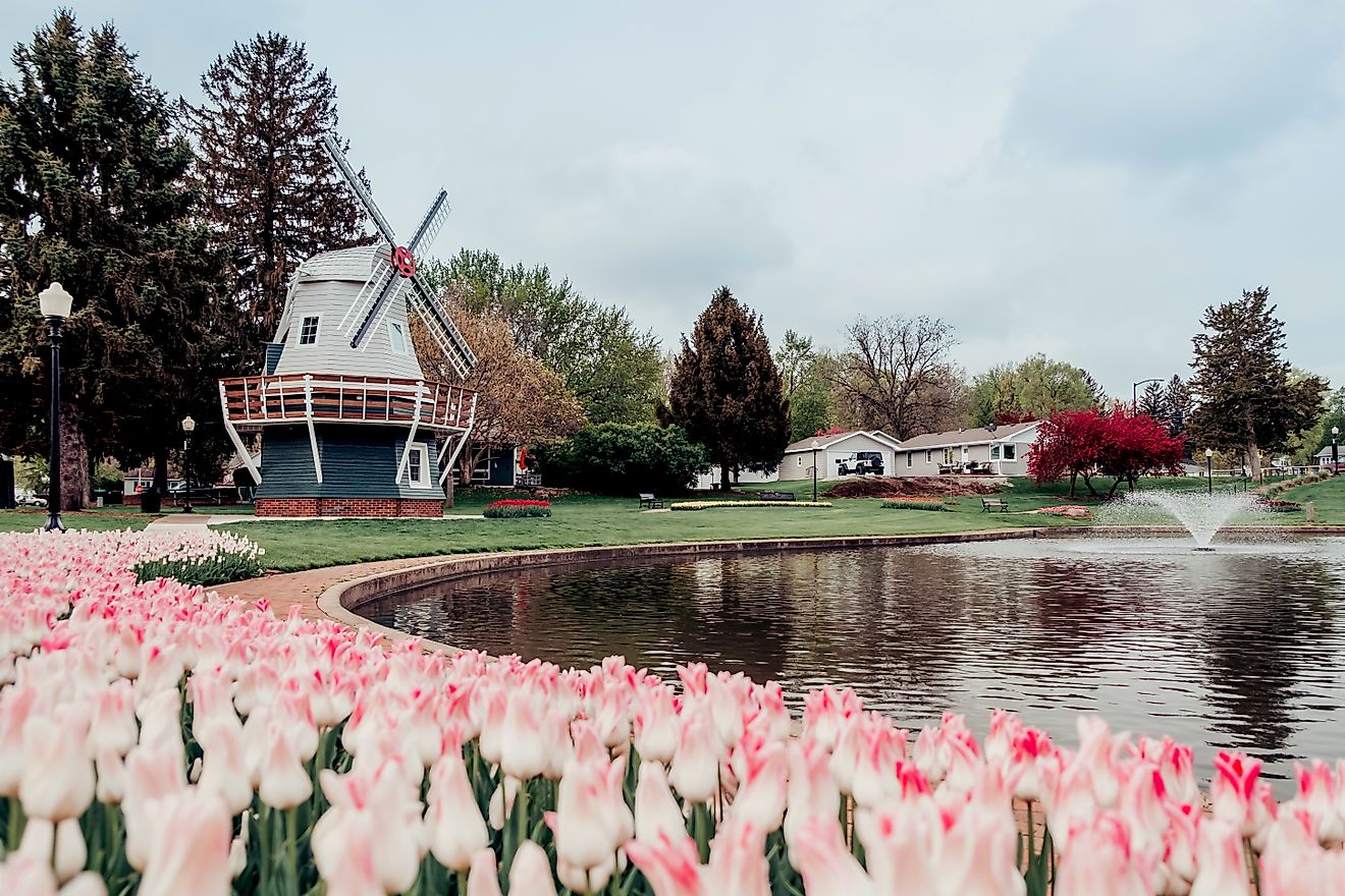 Tulips and windmill in Pella, Iowa.