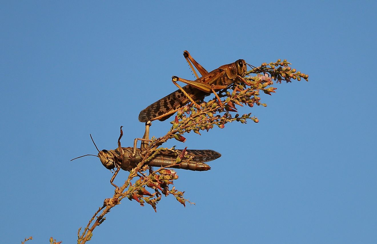  Locusts feeding on desert plants. Image credit: Stewart Innes/Shutterstock.com