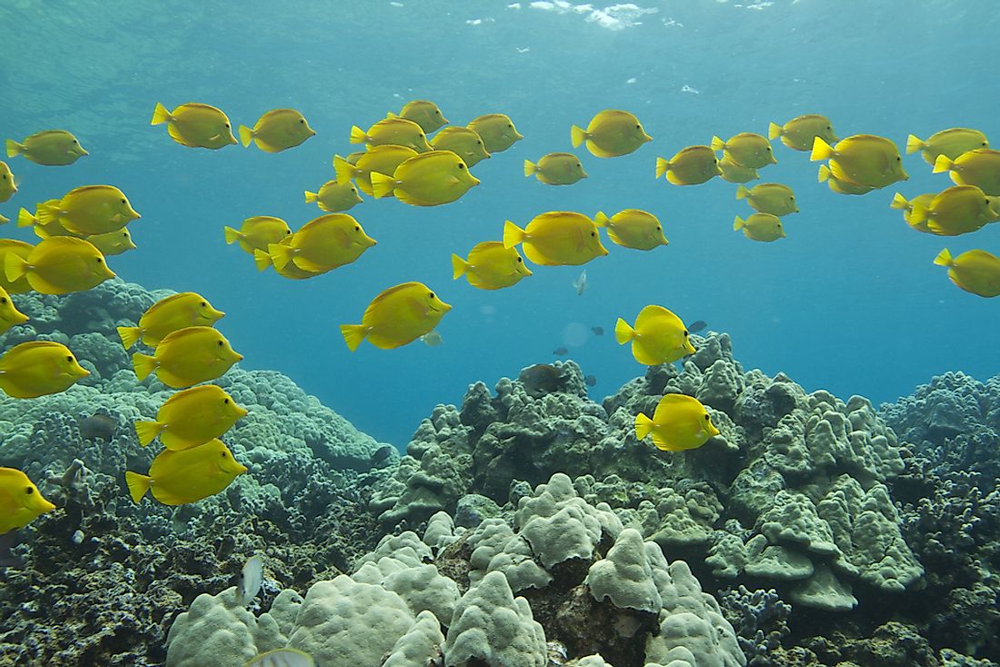 Yellow Tangs are known for their bright yellow coloring. 