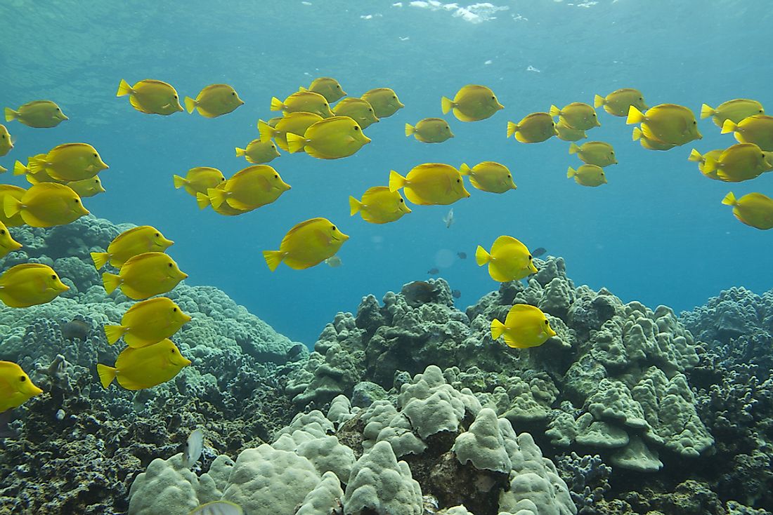 Yellow Tangs are known for their bright yellow coloring.