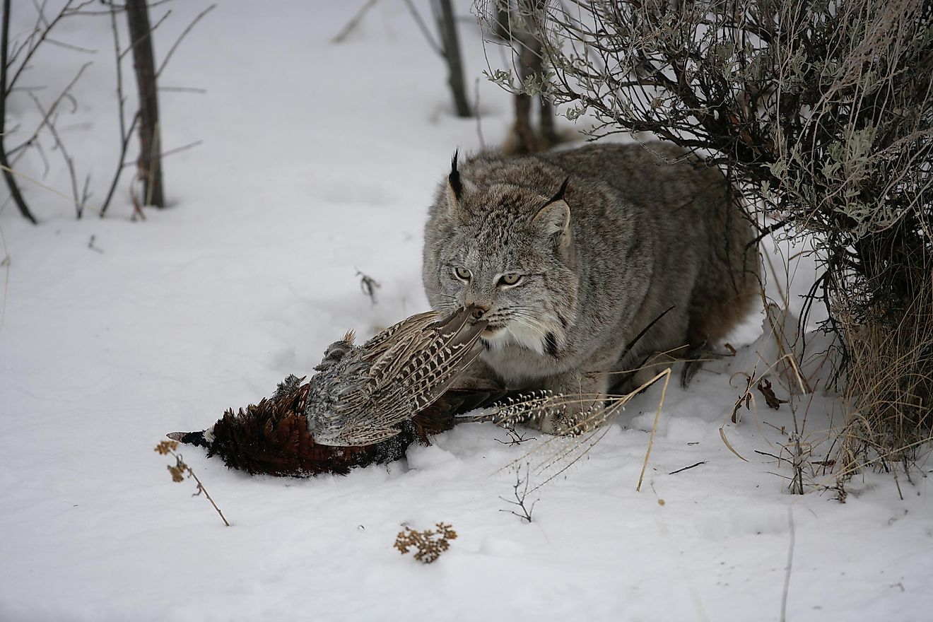 Canadian Lynx Facts