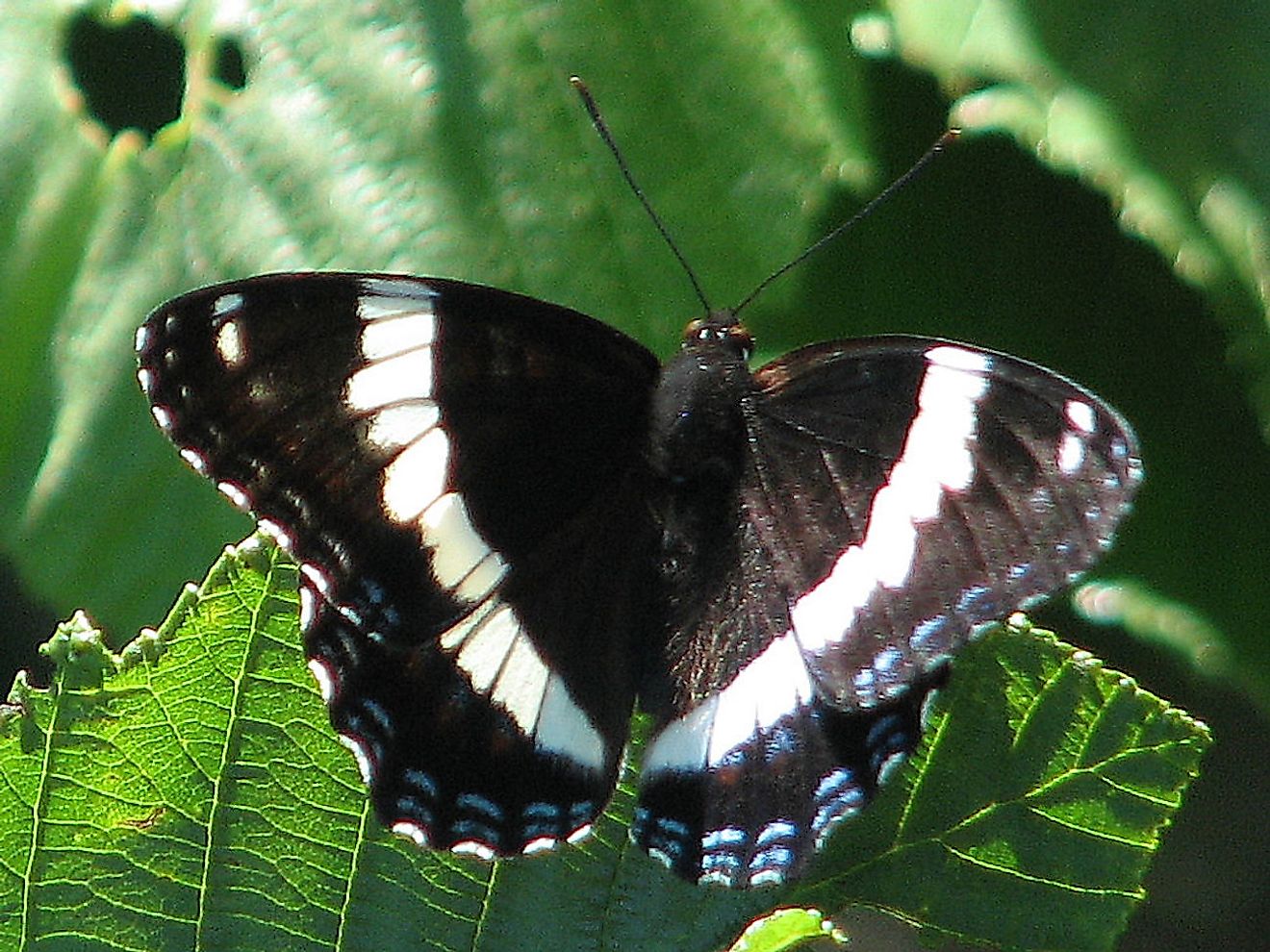 White Admiral. Image credit: D. Gordon E. Robertson/Wikimedia.org