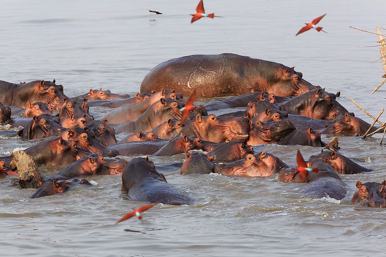 Hippos in South Luangwa National <a class=