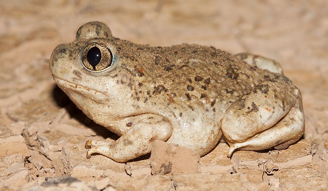 The New Mexico spadefoot toad can be found throughout the state of New Mexico.