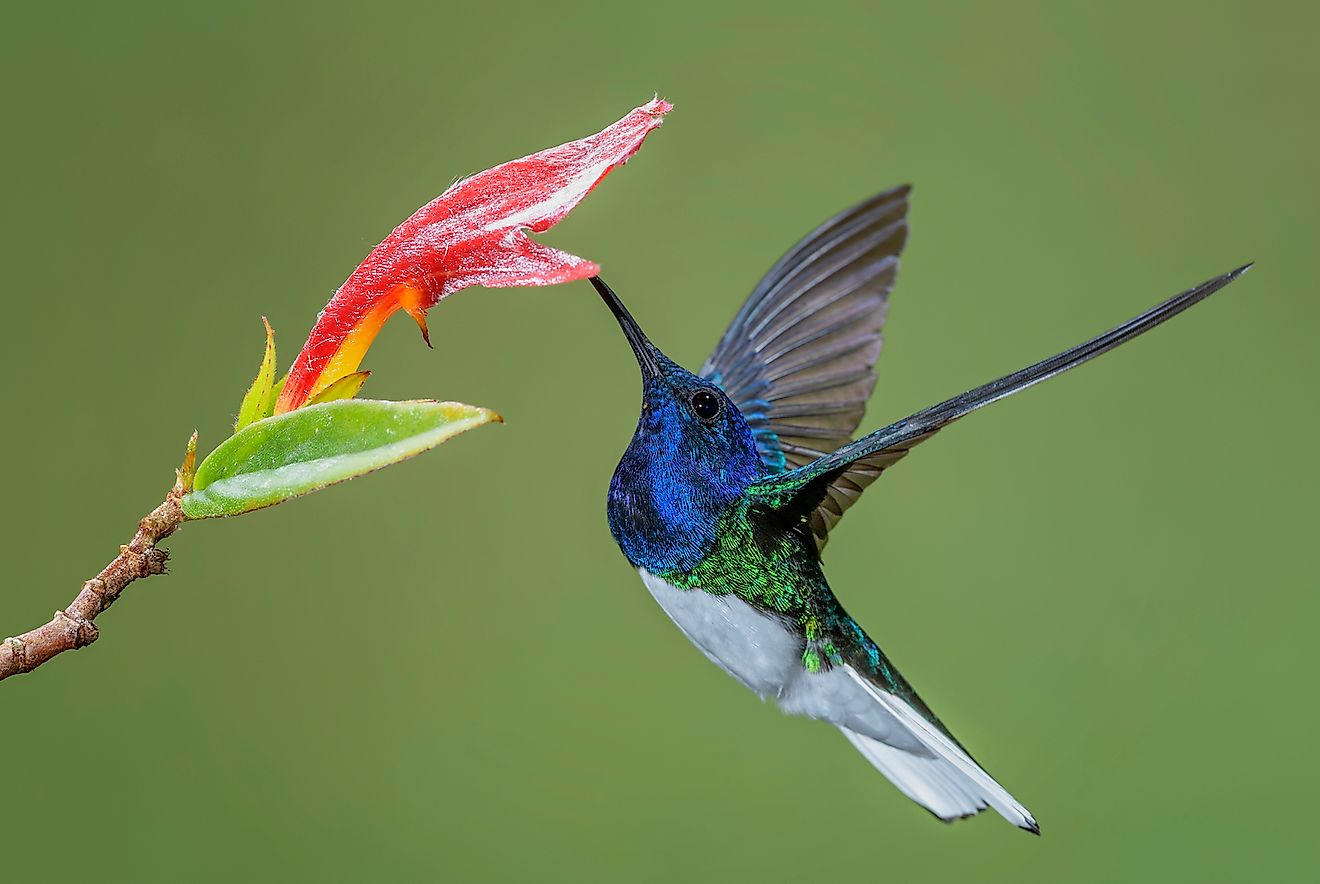 White Necked Jacobin. Image credit: David Havel/Shutterstock.com