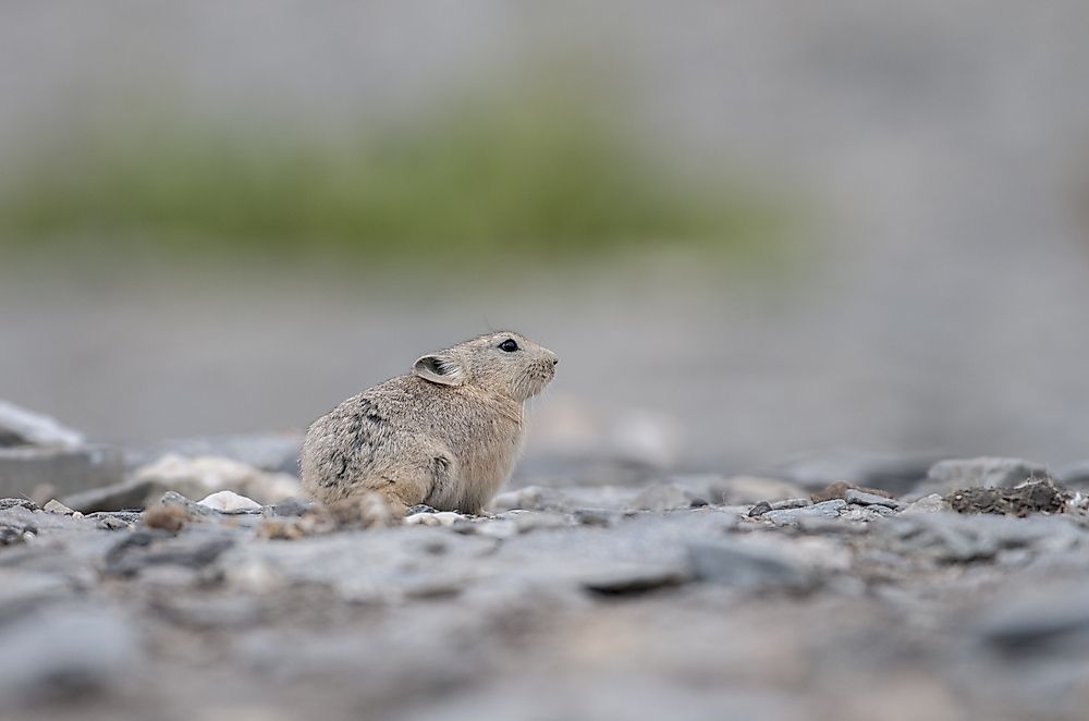10 Animals That Live in Pakistan — Pakistan Animals - WorldAtlas