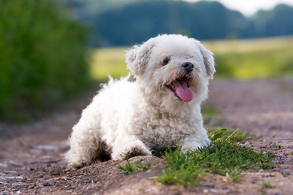 A young cockapoo. 