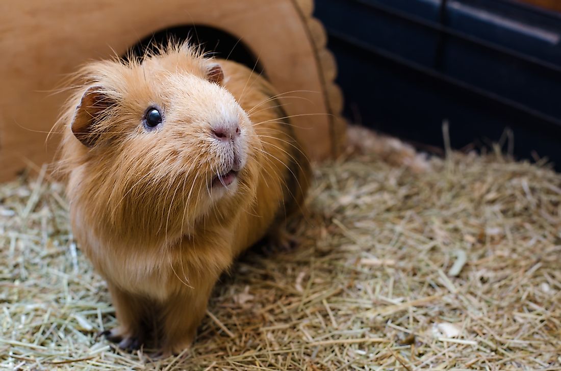 Guinea pigs do not live in the wild. 