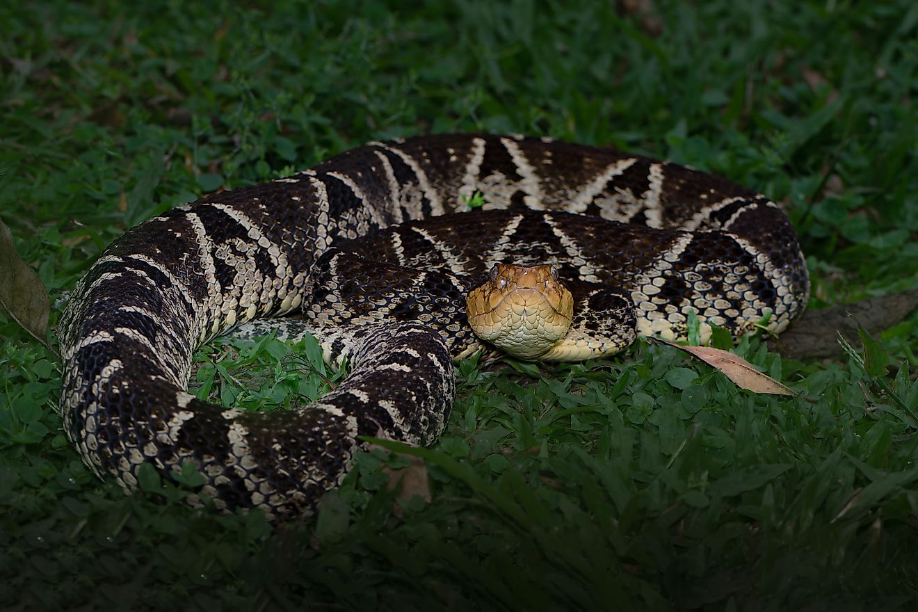 Fer-de-Lance (Bothrops asper) coiled in the grass. 