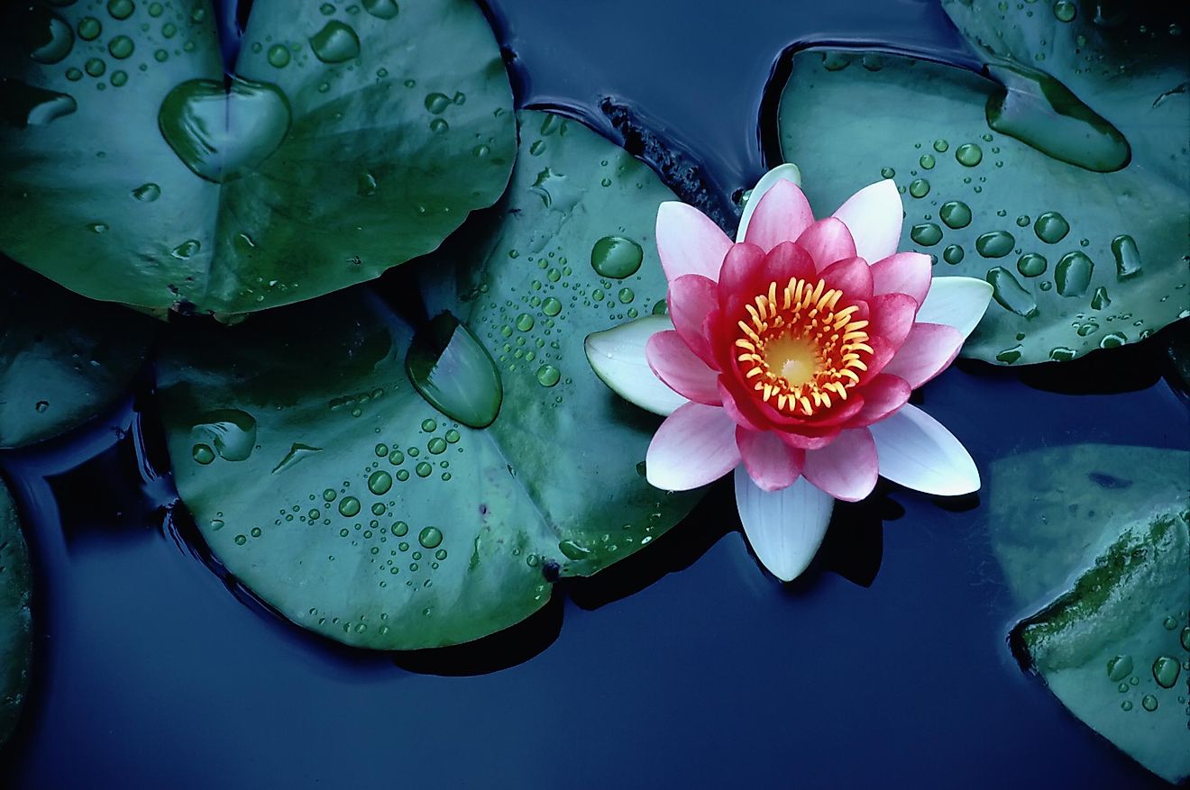 Lotus flower.