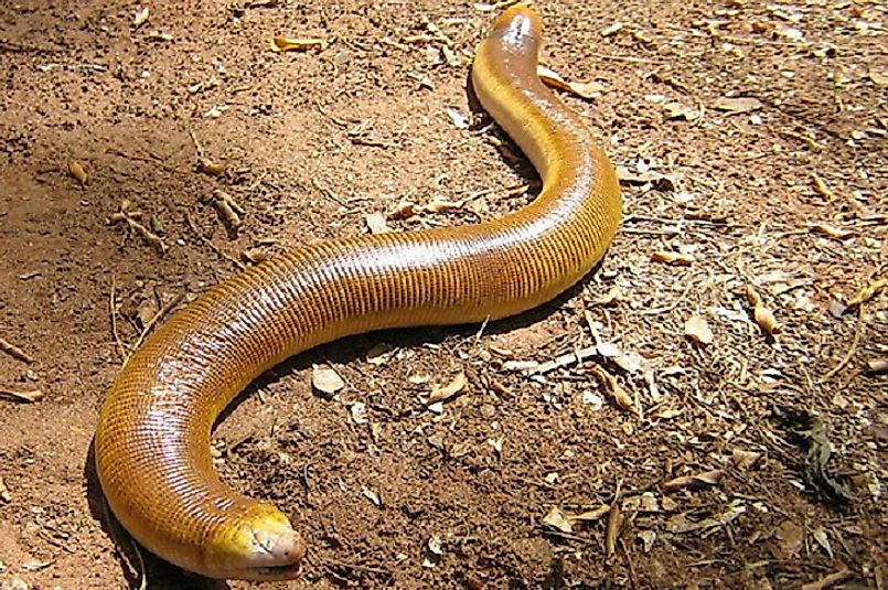 The peculiar looking Red Worm Lizard (Amphisbaena alba).