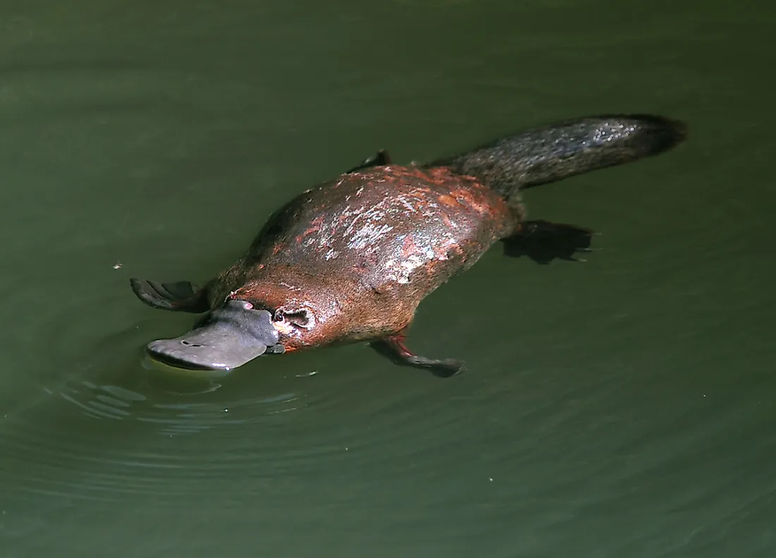 A platypus in Australia. 