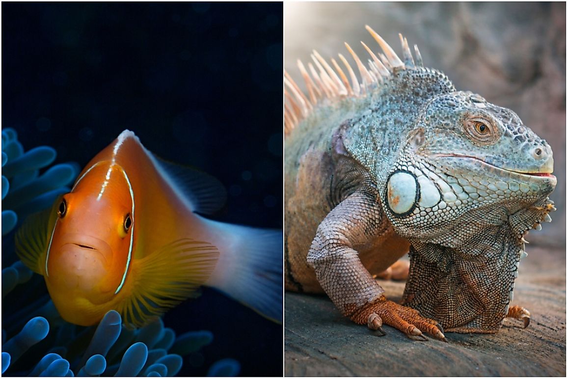 Fish (left) and reptiles (right) are very different.