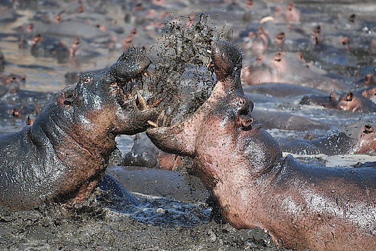 Two hippopotamuses fighting. Today, Hippos are a "Vulnerable" species, with their traditional habitat ranges significantly fragmented.