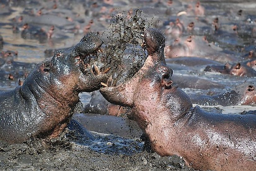 Two hippopotamuses fighting. Today, Hippos are a "Vulnerable" species, with their traditional habitat ranges significantly fragmented.