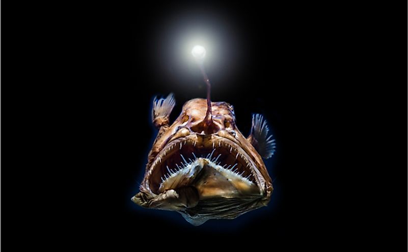 The deep-sea is cold, dark, and mysterious but its creatures are known for their amazing adaptations.