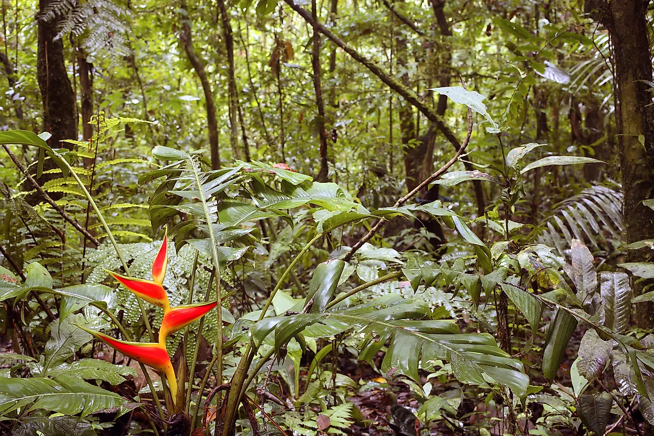 names of the tropical rainforest plants