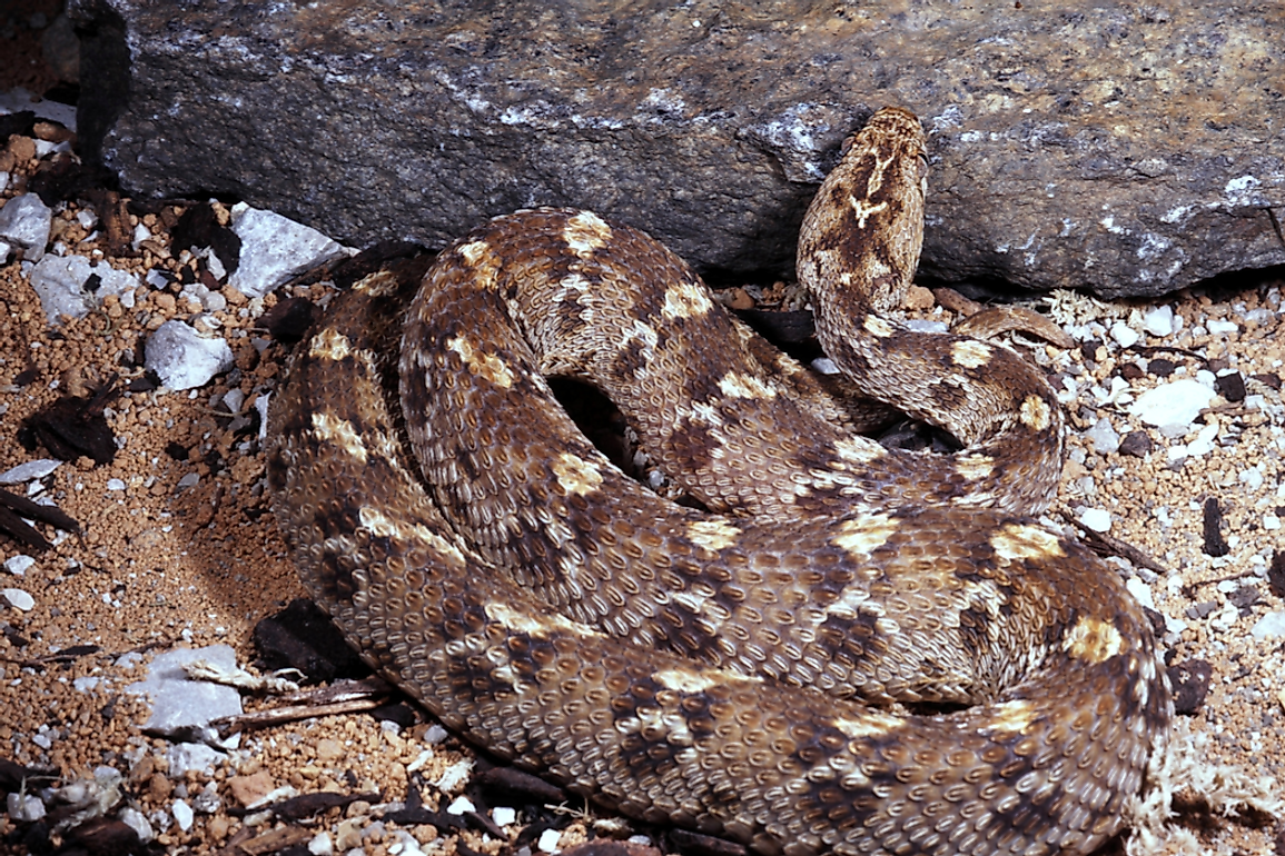 The Egyptian Carpet Viper is found only in parts of Northeast Africa and the Arabian Peninsula.