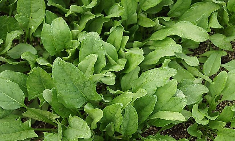 Spinach growing in a field.