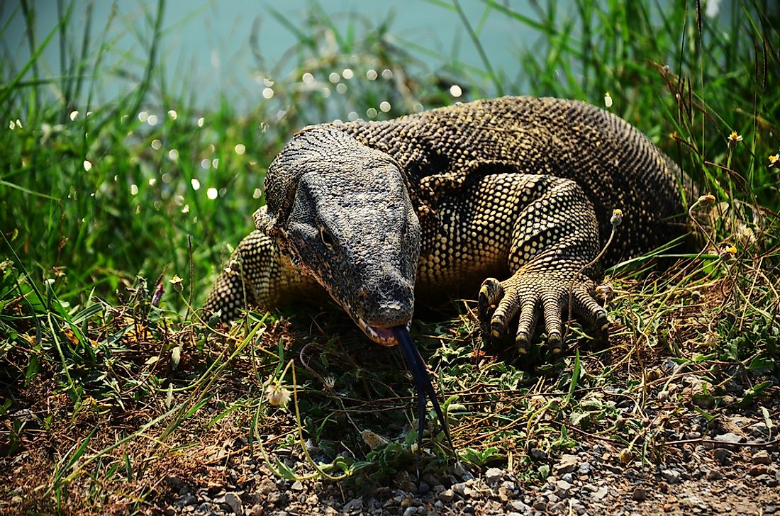 Monitor lizards can be found in Kuwait. 
