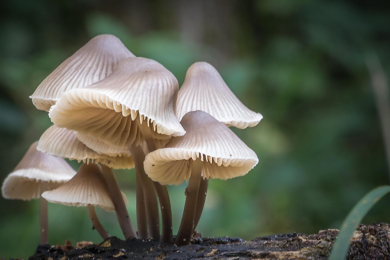Forrest mushrooms; Shutterstock