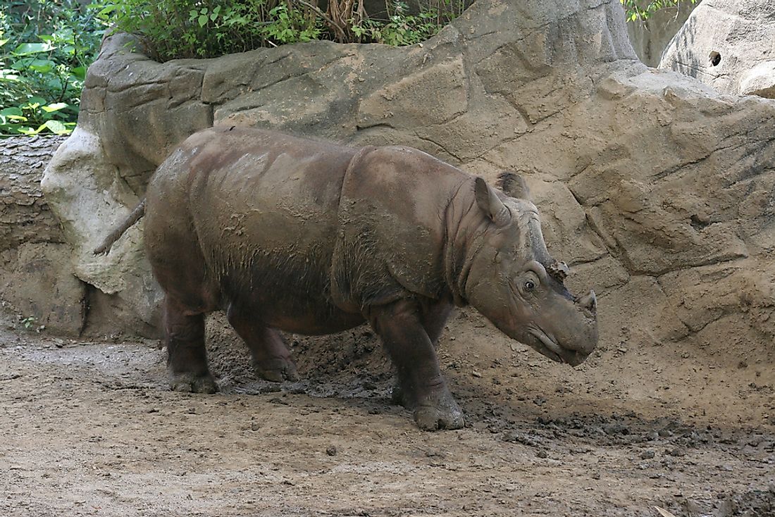 The Sumatran rhino is a critically endangered species. 