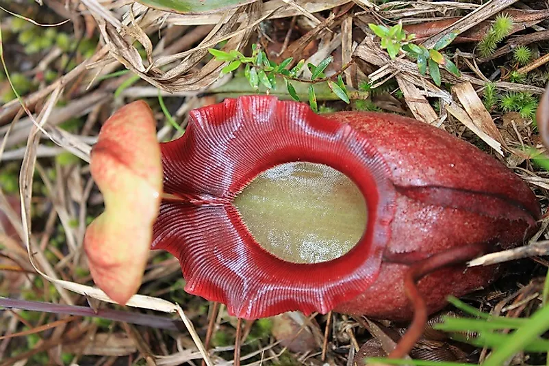 A Sabah Highlands Pitcher Plant (Nepenthes rajah).