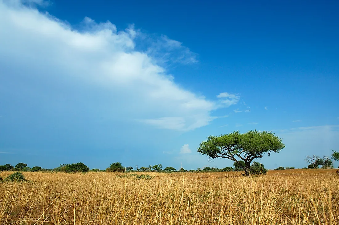 The savannah of Waza National Park in Cameroon. 