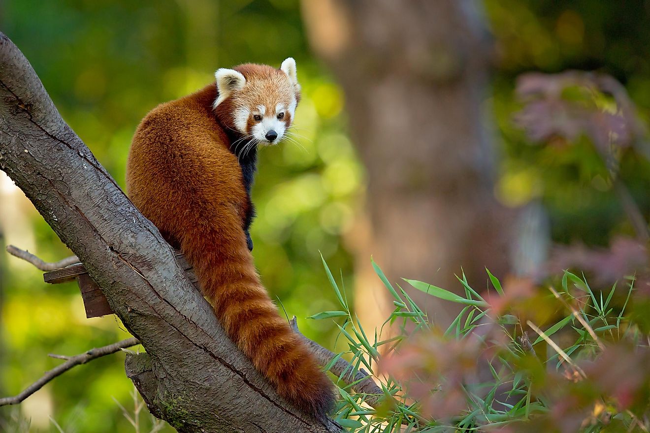 A red panda. Image credit: Milan Zygmunt/Shutterstock