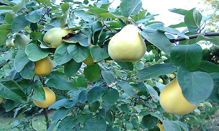 Quinces growing on the tree.