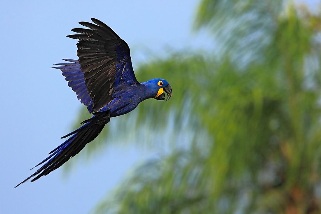 The Hyacinth macaw is the world's largest parrot. 